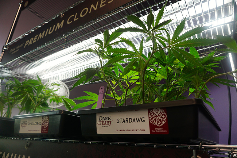 San Jose Rules Committee to Discuss Pot Laws, Rent Control San Jose