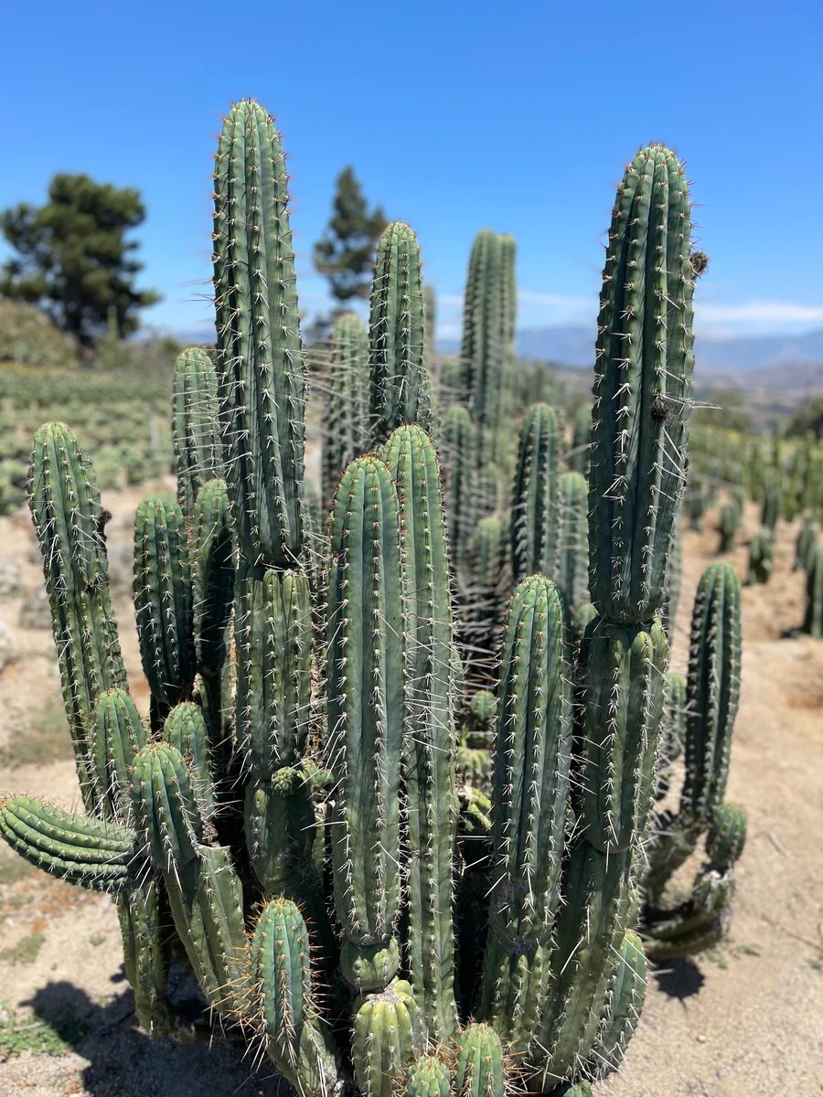 San Pedro Source Buy San Pedro Cactus Online Echinopsis pachanoi