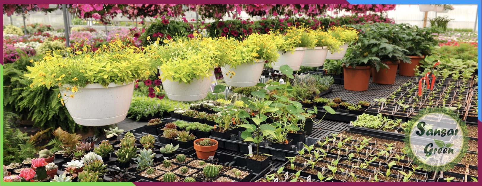 Plants Sale