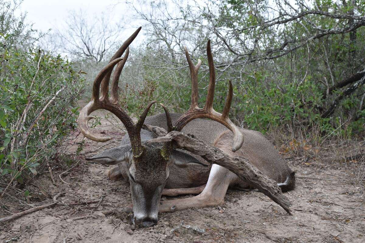 South Texas Trophy Whitetail and Exotic Outfitter Santa Cruz Ranch