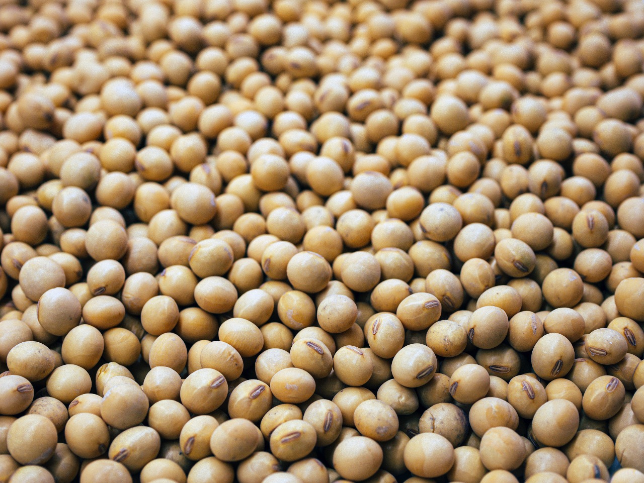 Soybeans Santaherb