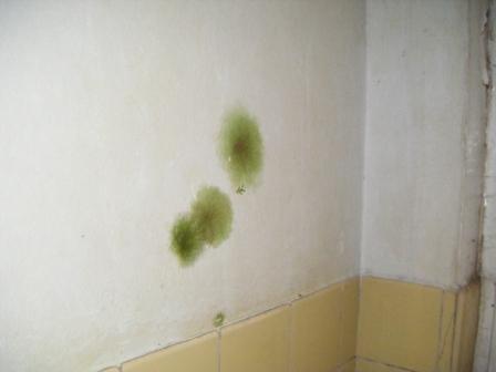 Schimmelentfernung | Santec Verl