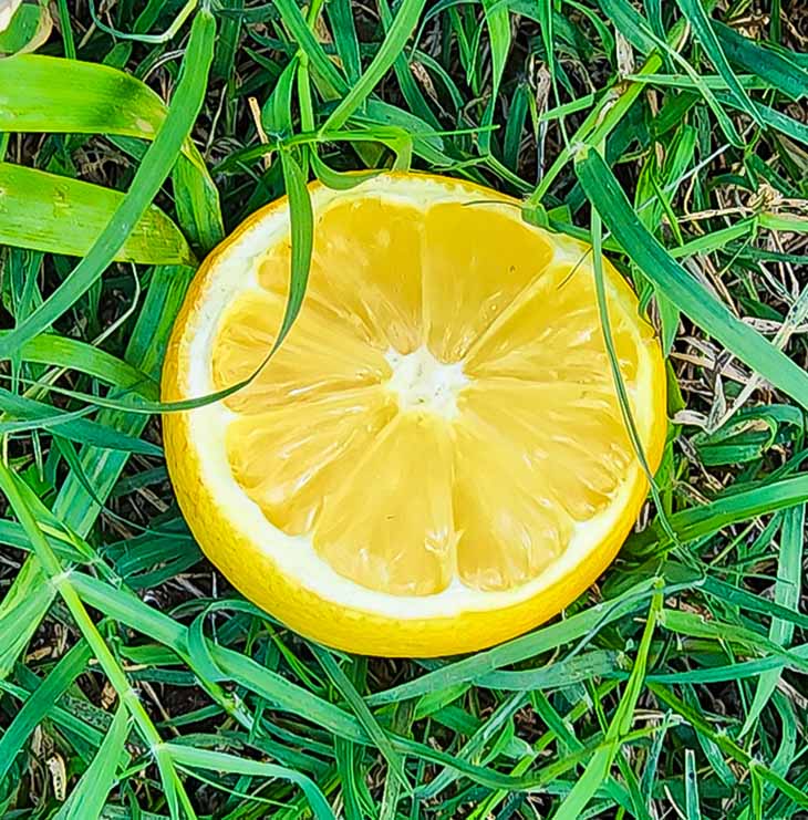 9 recettes pour fabriquer un désherbant puissant pour votre jardin