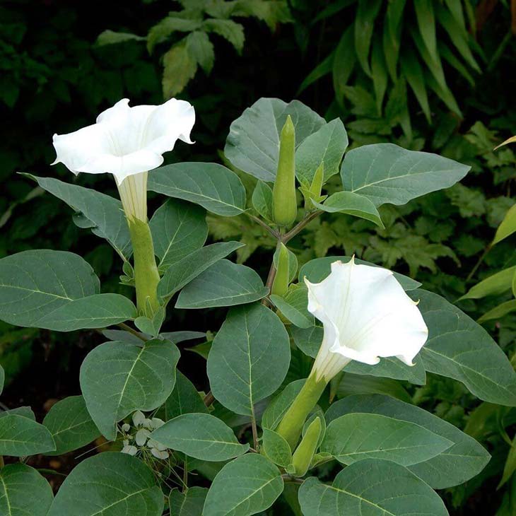 10 plantas que florecen de noche que transformarán tu jardín en un
