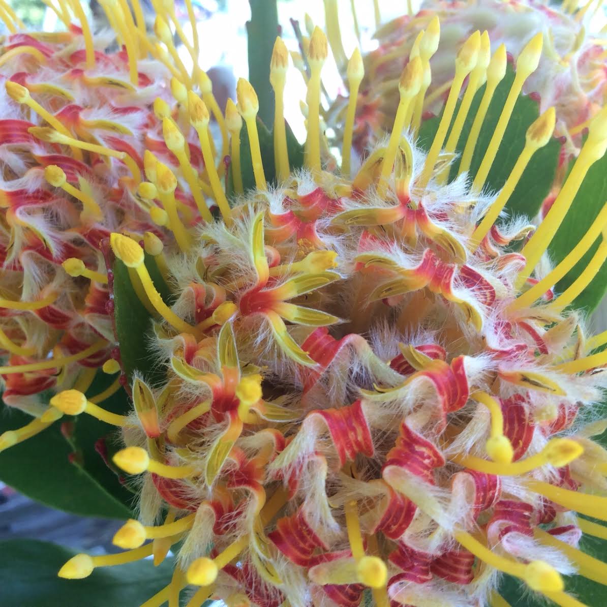 South Africa's Indigenous Flowers on Display in Pietermaritzburg