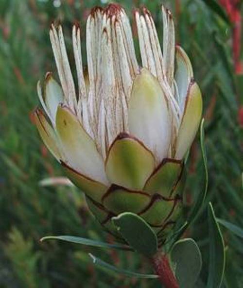 South Africa's Proteas Identifying Every Type, Including SA's National