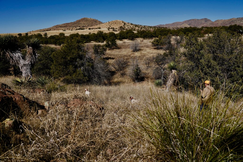 Arizona Quail Hunting Resources Southern Arizona Quail Forever