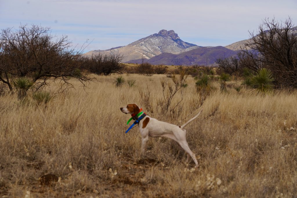 February Update 2021 Southern Arizona Quail Forever