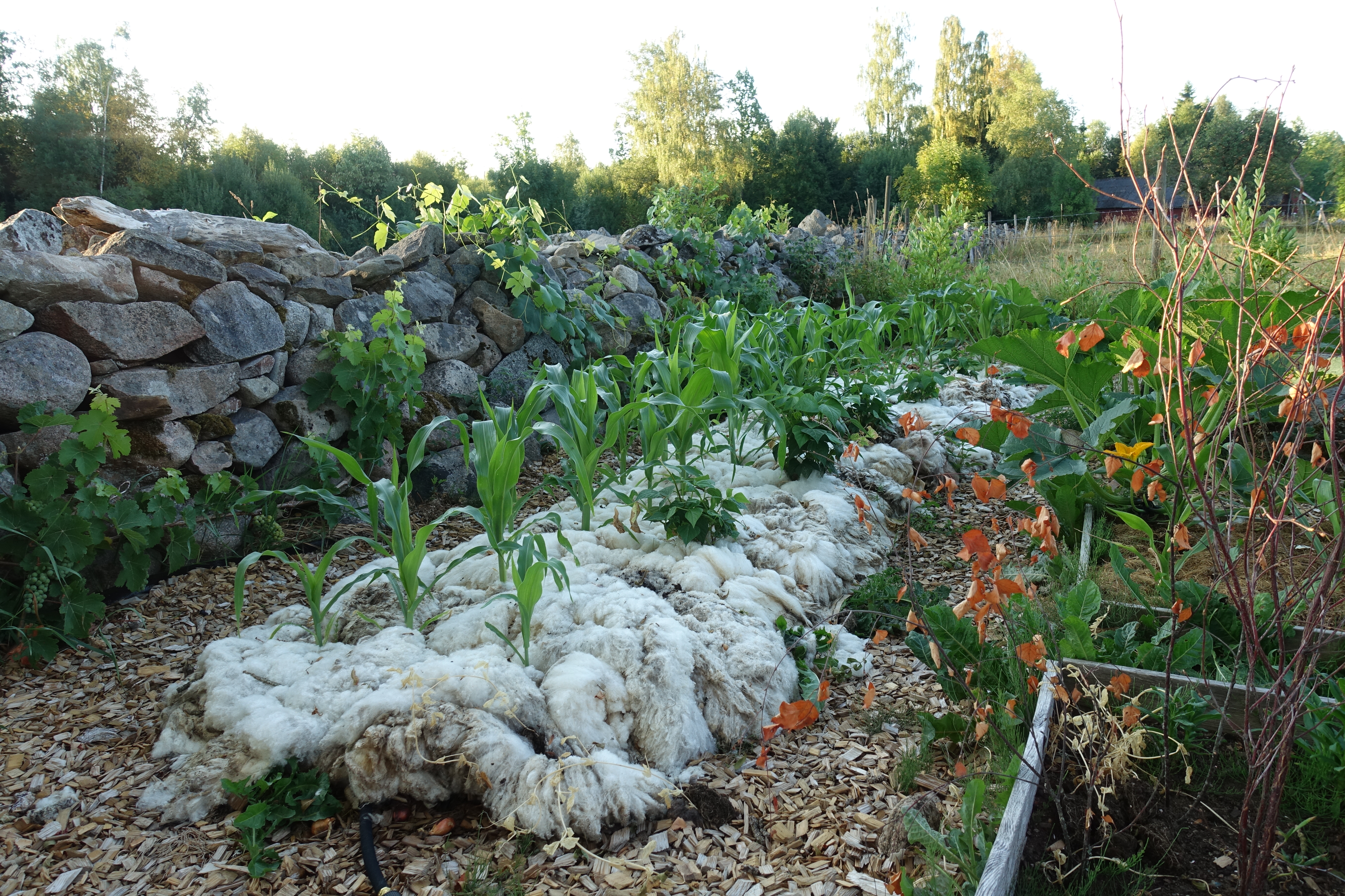 Mulching with wool in my garden Sara's Kitchen Garden