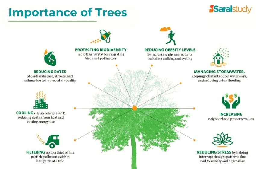 Importance of Trees Learn Importance & Benefits of Tree