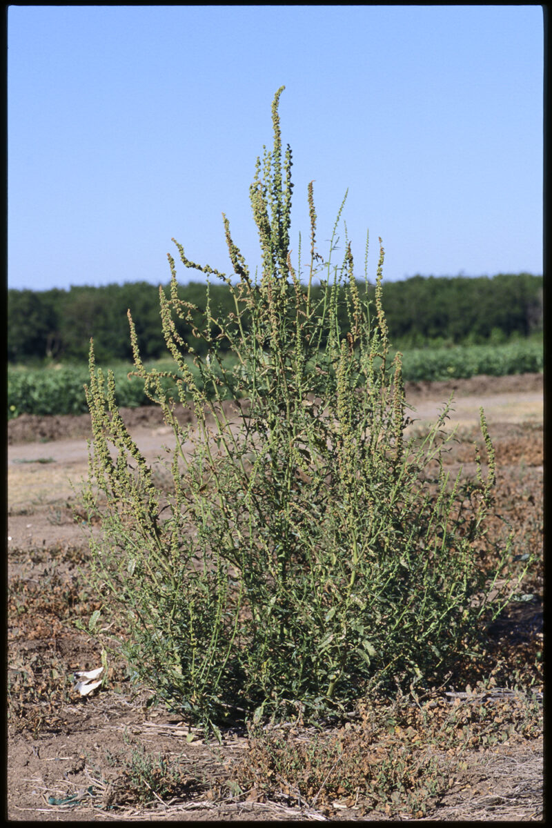 Palmer Amaranth SARE