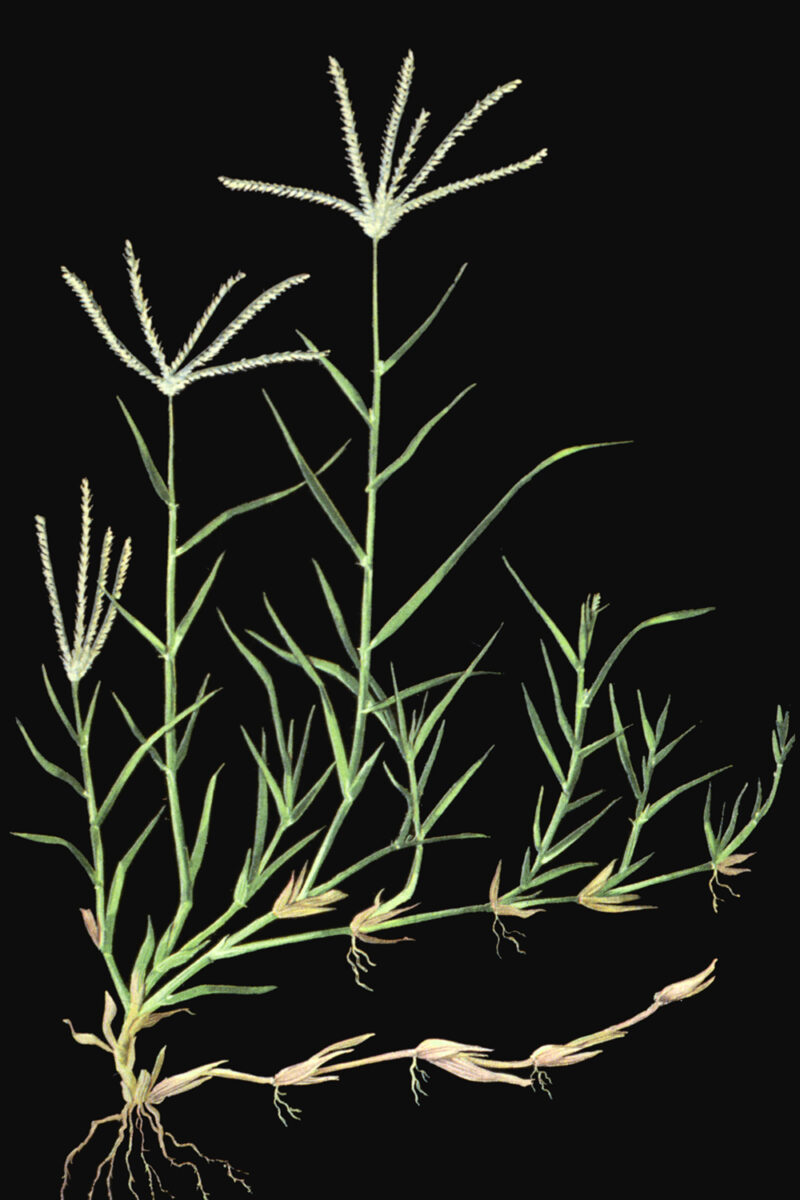 Bermudagrass SARE