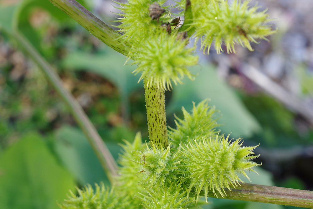 Cocklebur, common SARE