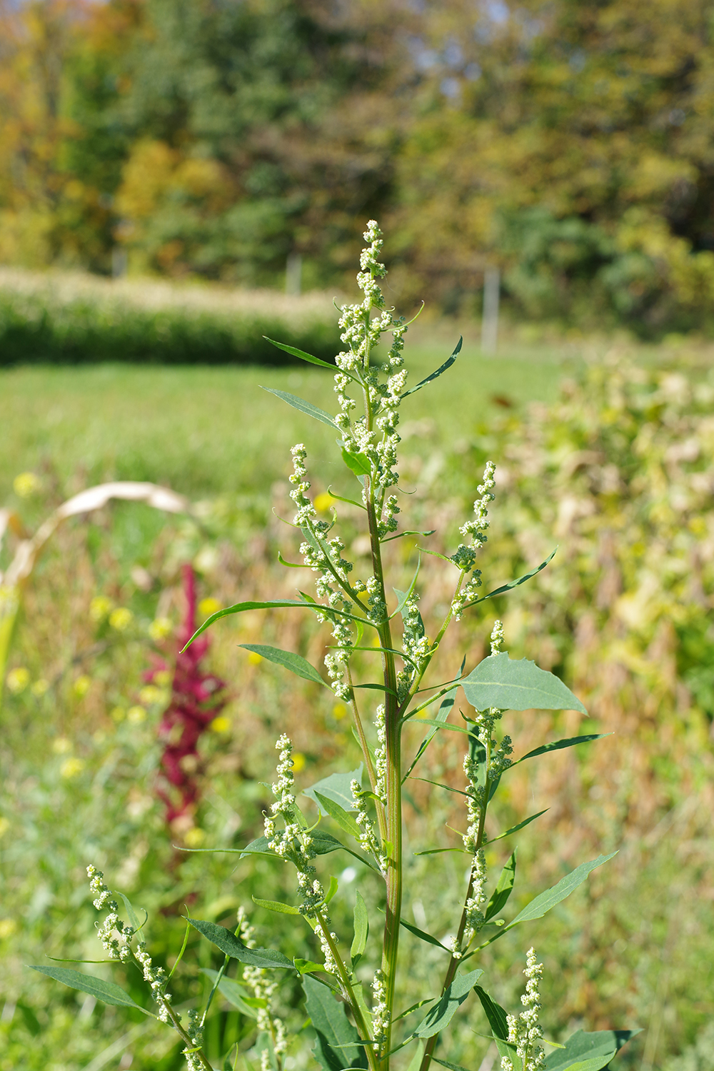 Lambsquarters, common SARE