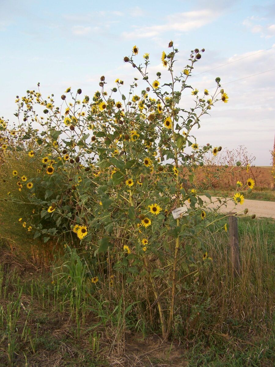 Sunflower, common SARE