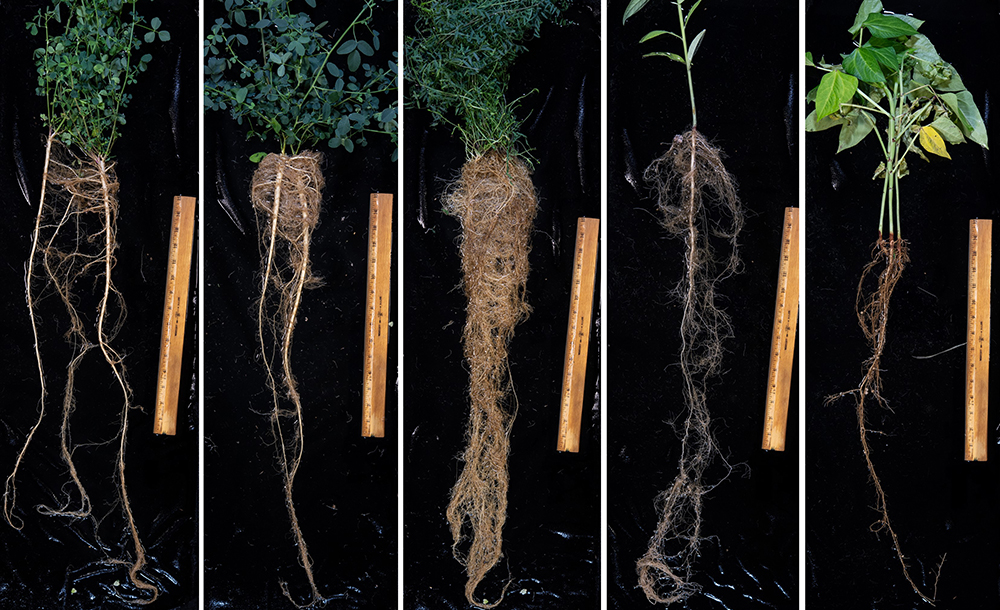 Ch 10. Cover Crops SARE