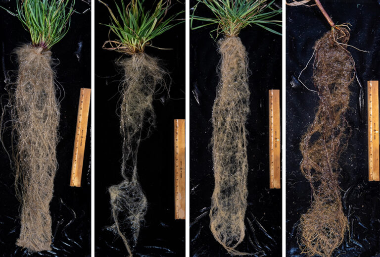 Ch 10. Cover Crops SARE