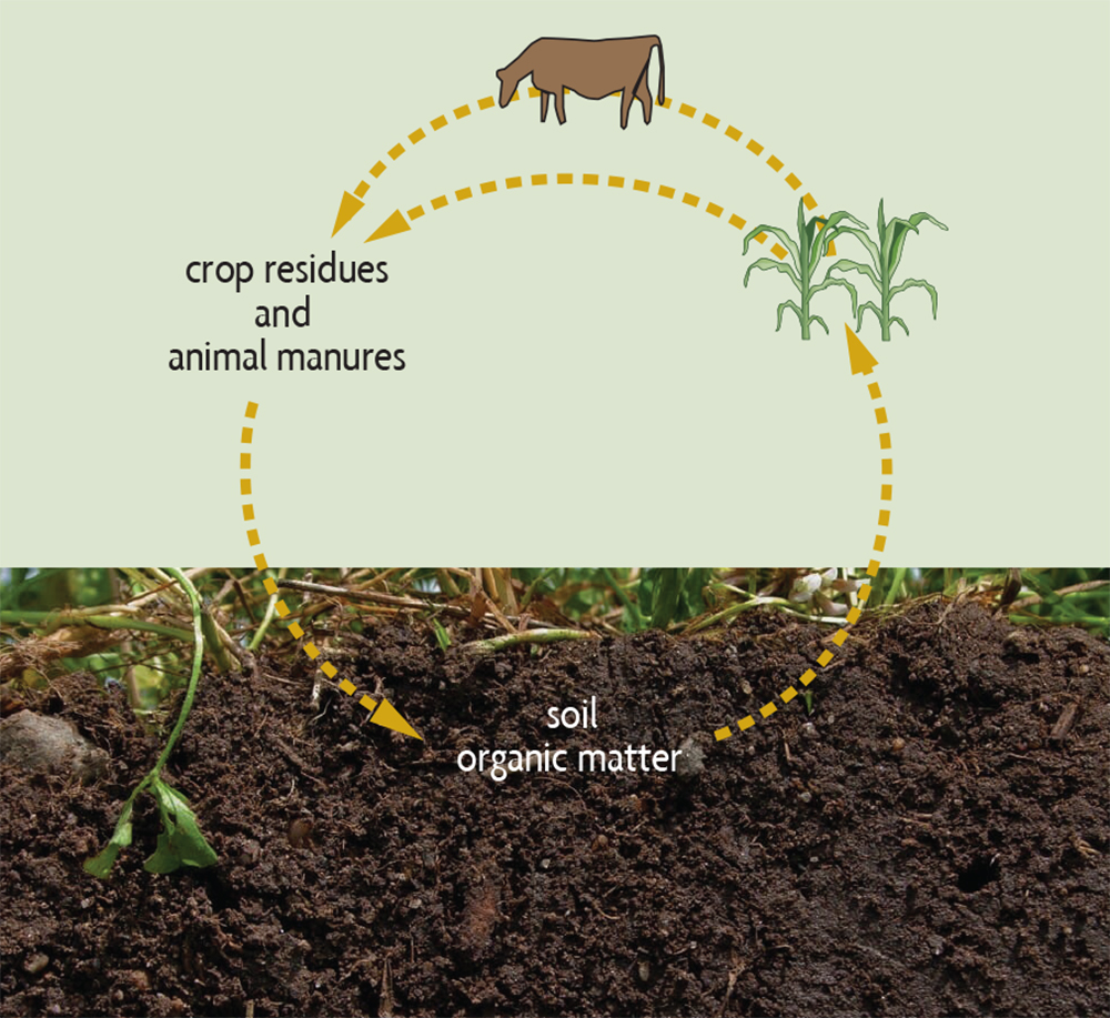 Ch 2. What Is Organic Matter and Why Is It So Important SARE