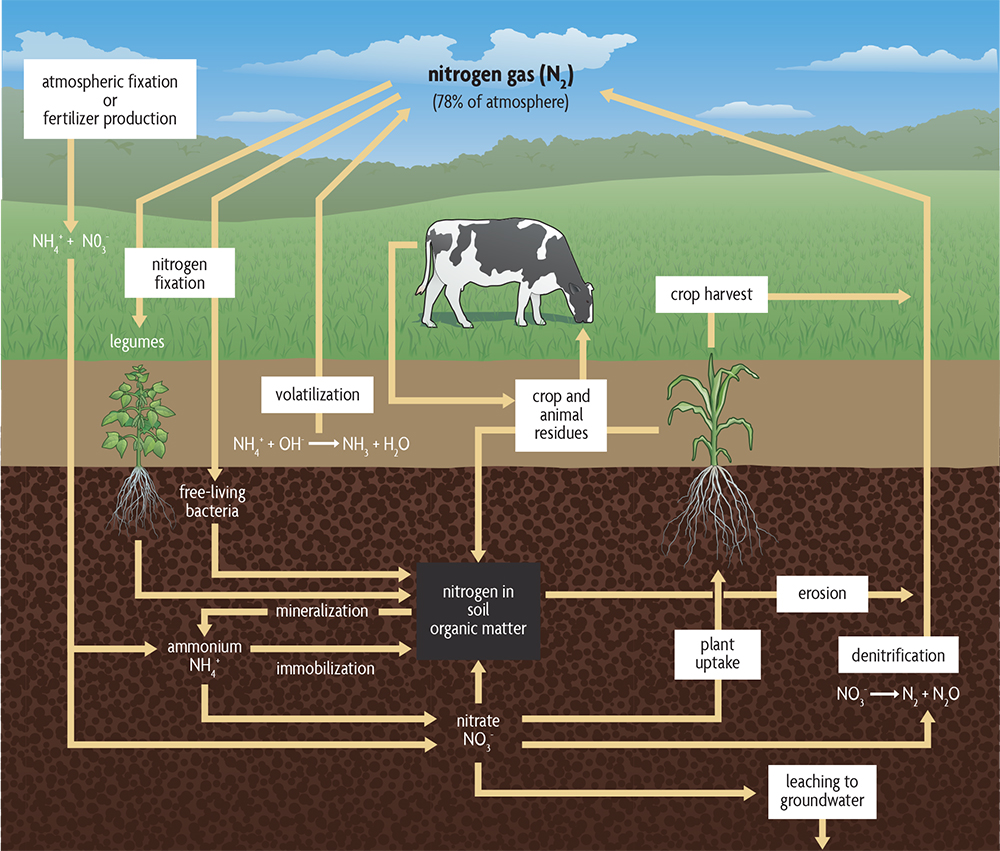 Biogeochemical Cycles Bioninja Nitrogen Cycle Soil Soil Organisms