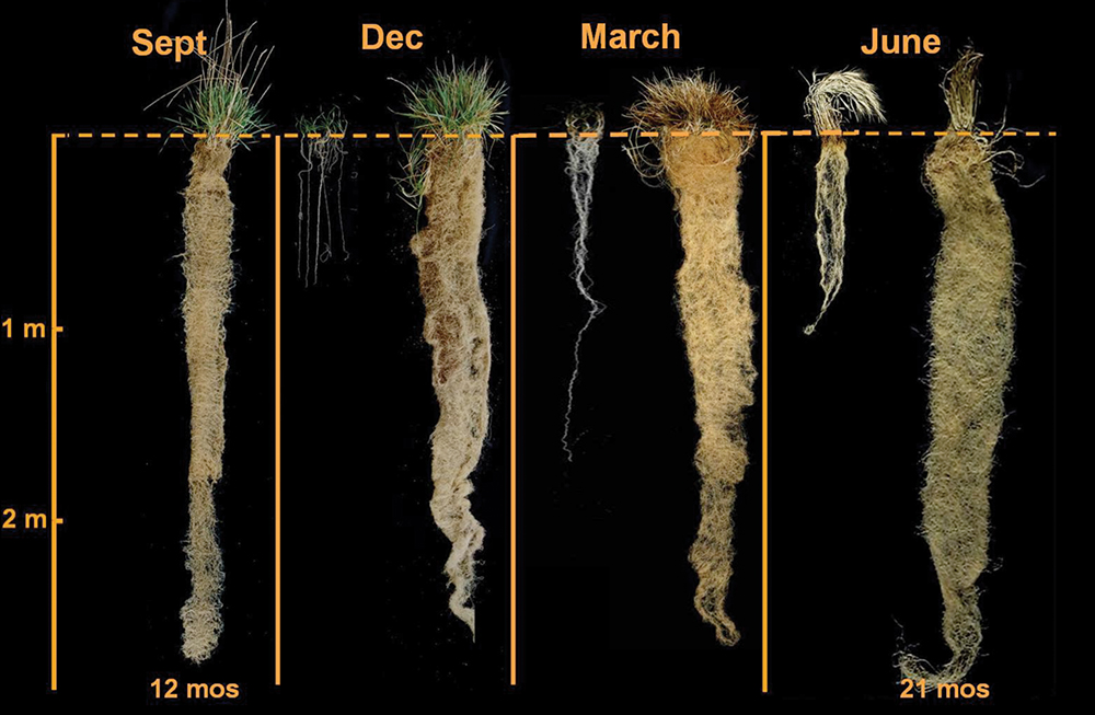 How Deep Do Spring Wheat Roots Grow at Maria Ballard blog