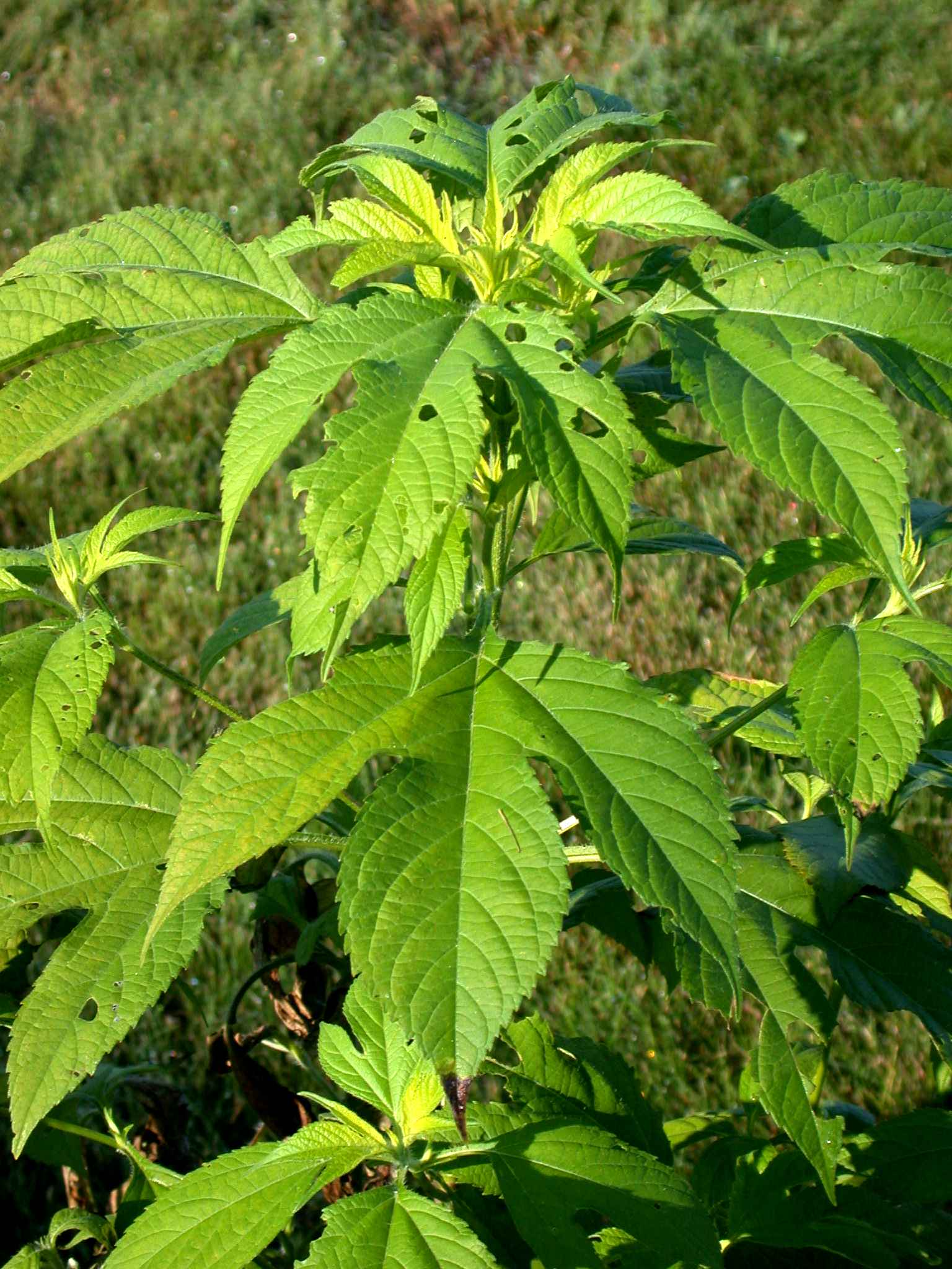 Giant Ragweed SARE