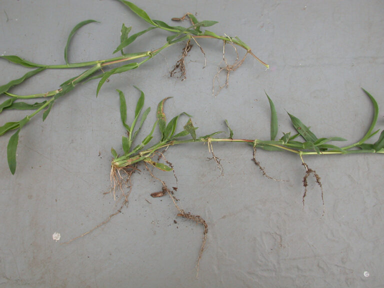 Large Crabgrass SARE