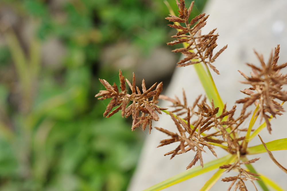 Yellow nutsedge SARE