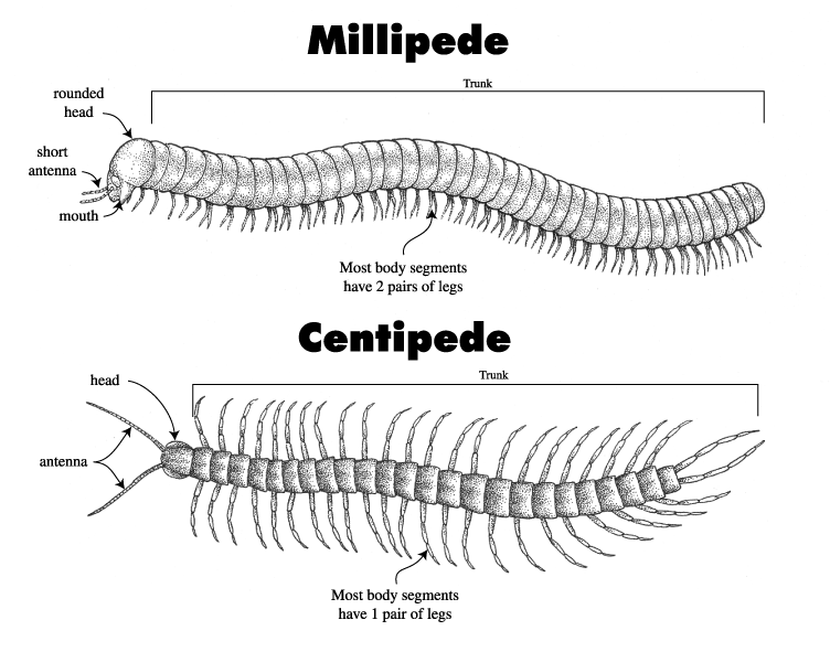 The Öko Box: Millipede Or Centipede?