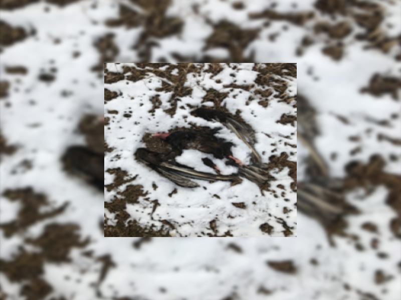 Turkey Vulture Shot and Killed Near Shell Lake SaskTIP