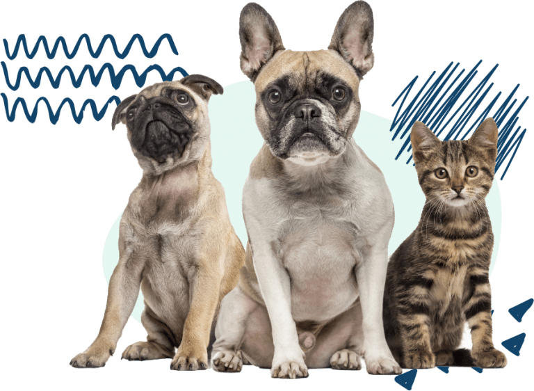 Services San Antonio Wellness Spay & Neuter Clinic