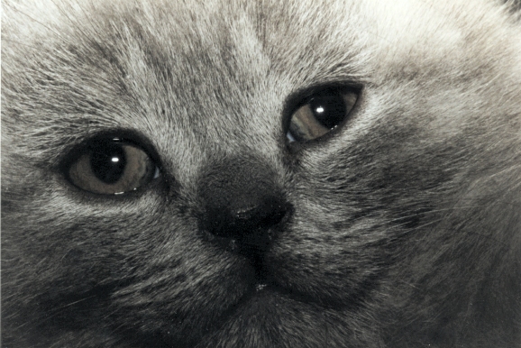 Sassenachsbkh katzen aus privater Zucht