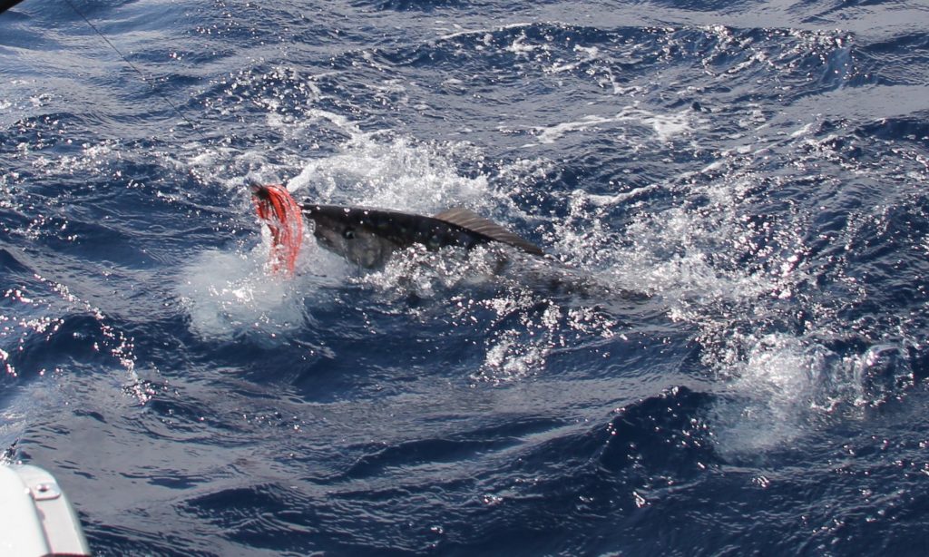 How To Catch Wahoo Using SatFish Charts