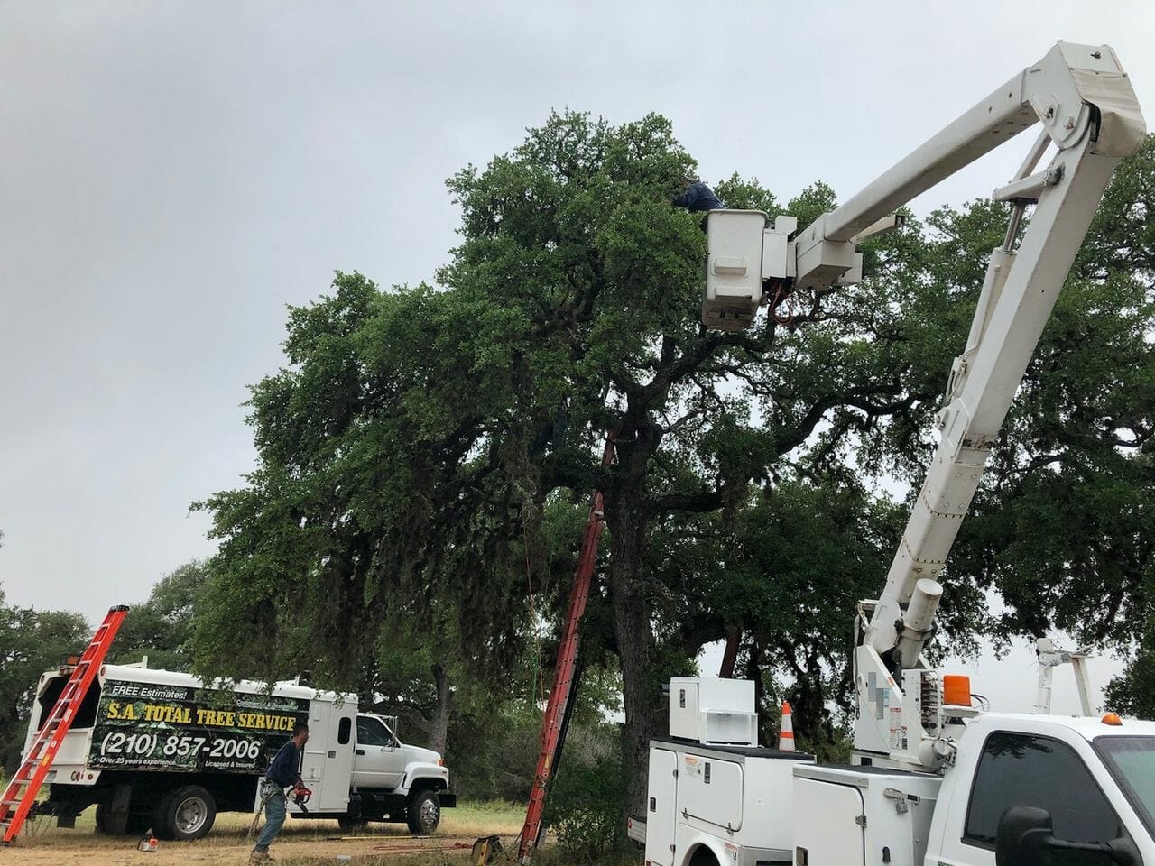 Total Tree Service San Antonio Tree Photos & Service