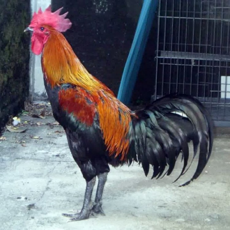 Beternak Dan Budidaya Ayam Bangkok (BK) Satu Jam