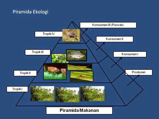 Gambar Rantai Makanan Tingkat Trofik dan Piramida Ekologi Gambar Rantai Makanan Tingkat Trofik dan Piramida Ekologi