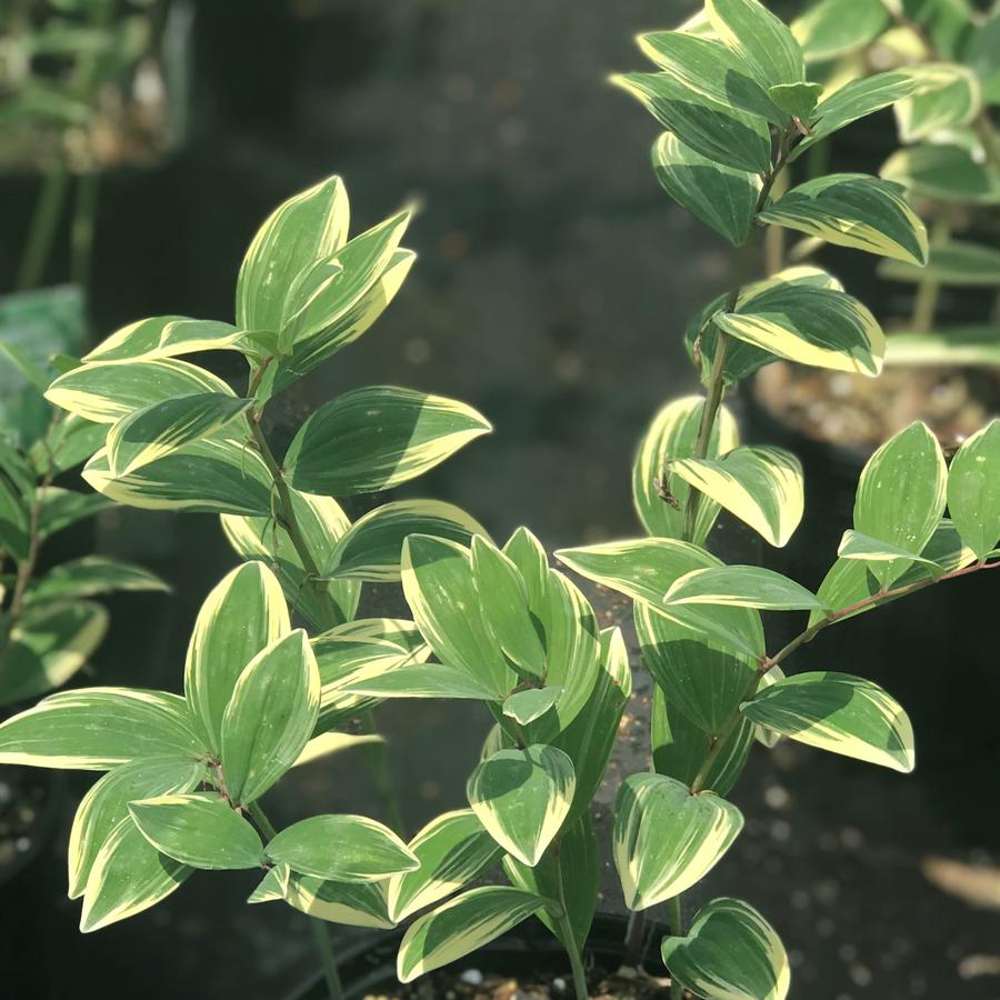 Variegated Solomon's Seal Polygonatum odoratum 'Variegatum' from