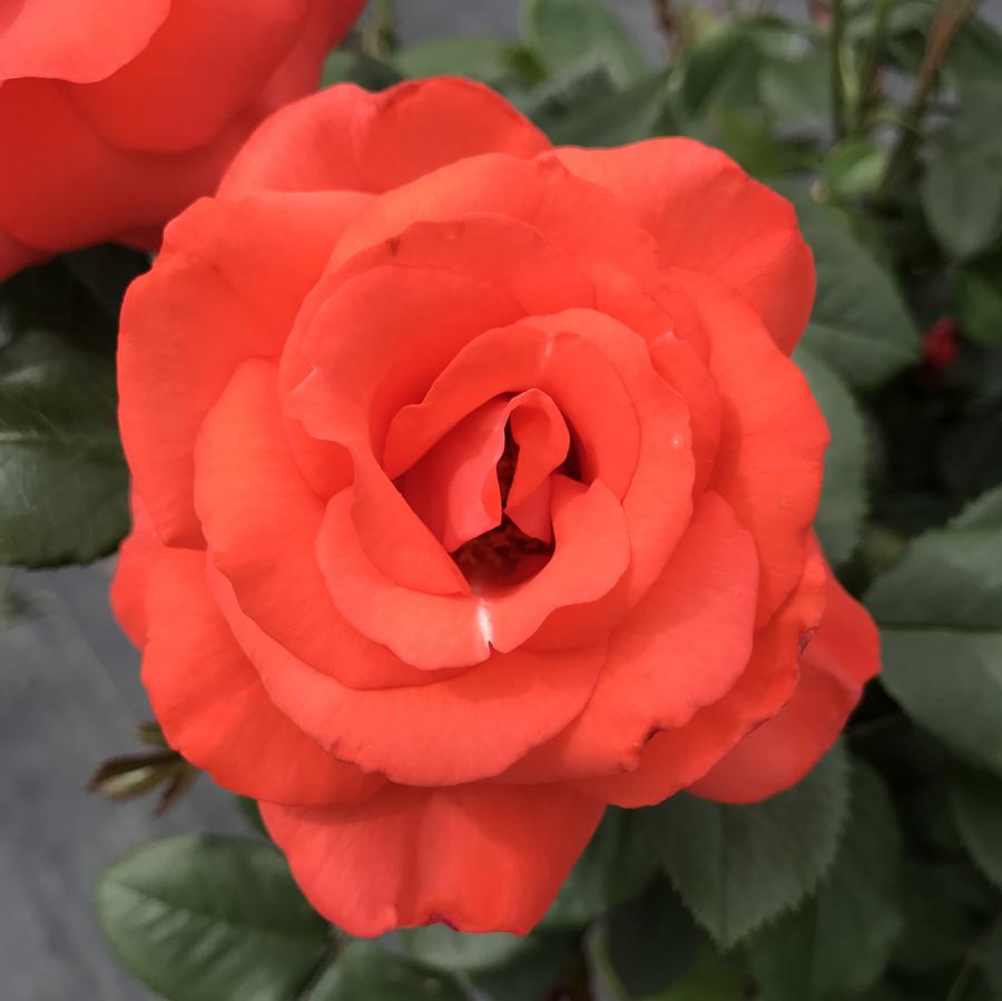 Rose Floribunda Marmalade Skies™ Rose Marmalade from Saunders Brothers Inc