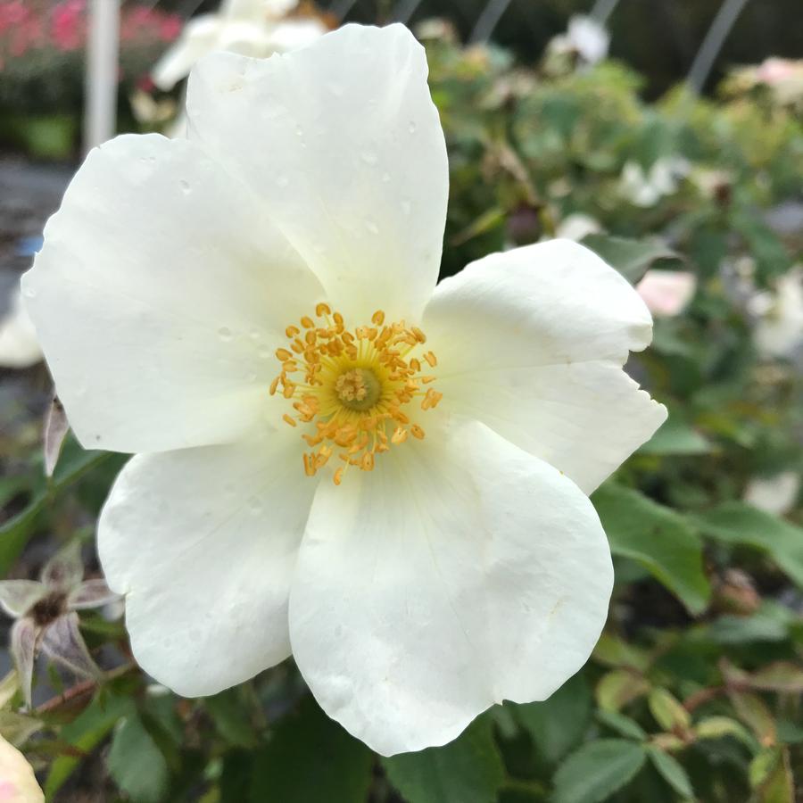Rose Shrub White Out™ Rose White Out from Saunders Brothers Inc