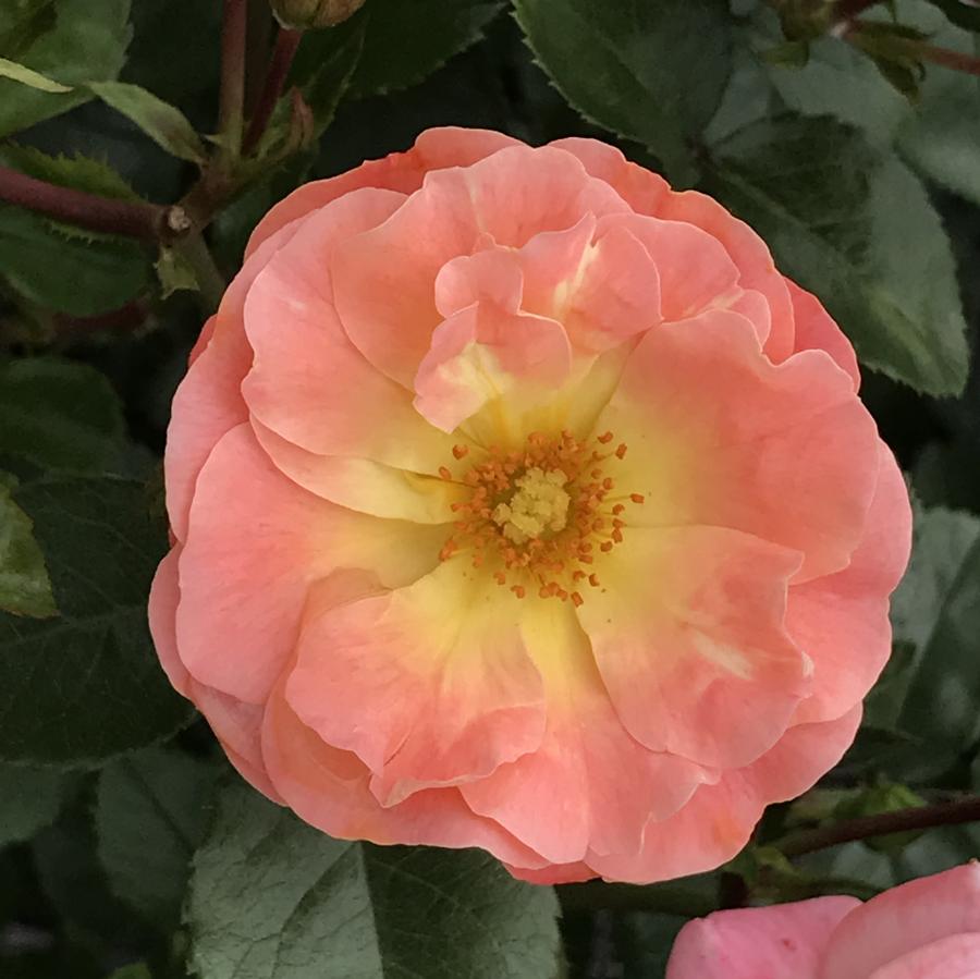 Rose Drift® Peach Drift® Rose Peach Drift® from Saunders Brothers Inc