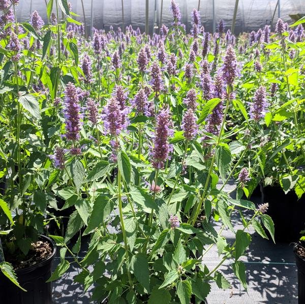 Agastache 'Blue Boa' Hummingbird Mint from Saunders Brothers Inc