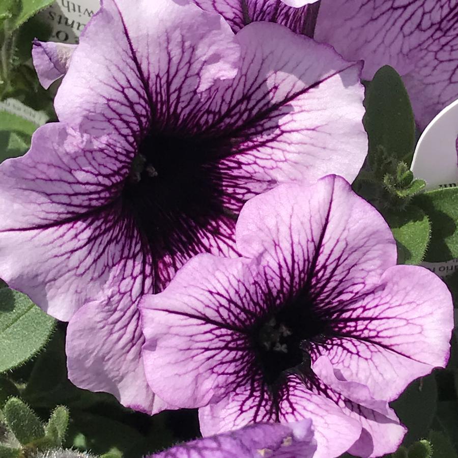 Petunia Petunia Supertunia® Bordeaux from Saunders Brothers Inc