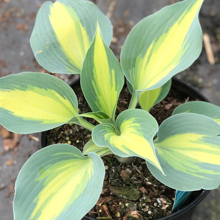 Hosta 'Touch of Class' Hosta from Saunders Brothers Inc