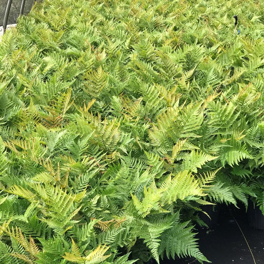 Dryopteris erythrosora 'Brilliance' Autumn Fern from Saunders Brothers Inc