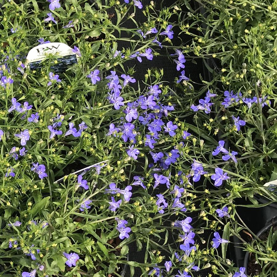 Lobelia Laguna™ Sky Blue Lobelia from Saunders Brothers Inc
