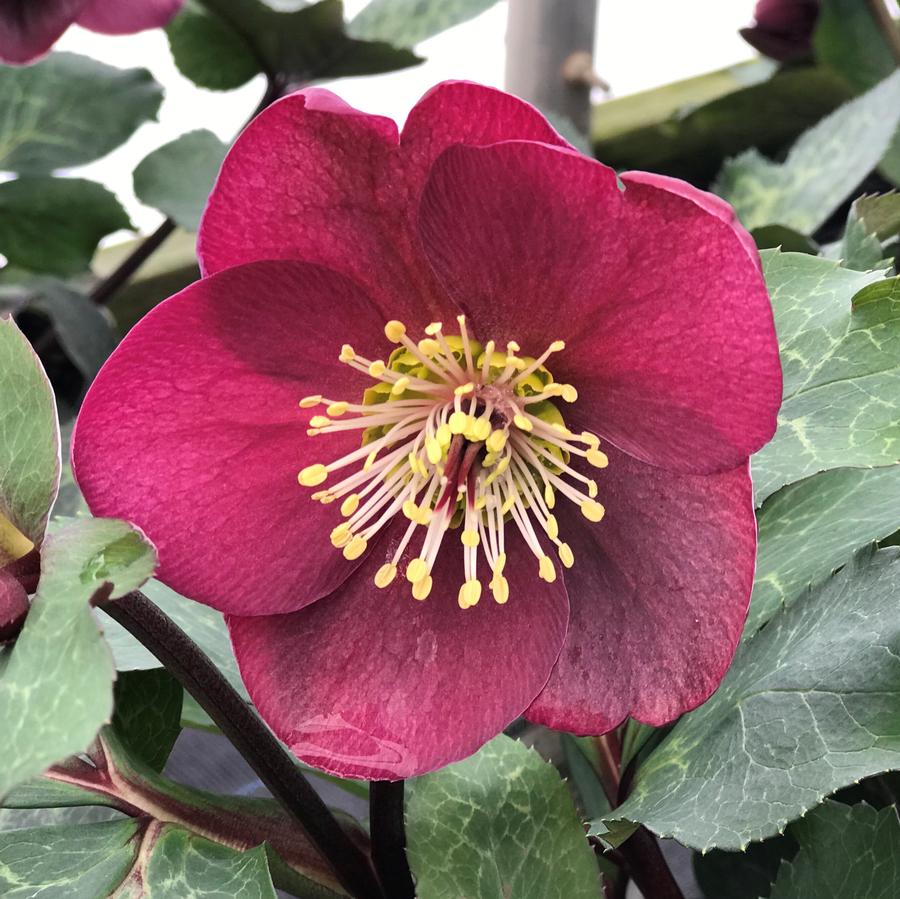 Lenten Rose Helleborus Anna's Red from Saunders Brothers Inc