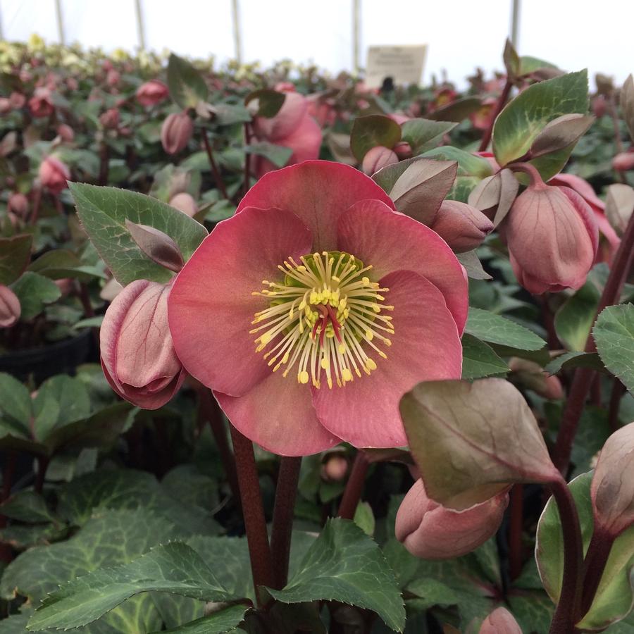 Helleborus Penny's Pink Lenten Rose from Saunders Brothers Inc