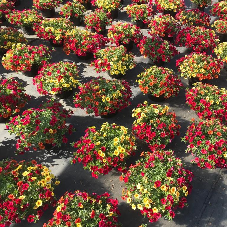 Confetti Garden® Hawaiian Summer from Saunders Brothers Inc