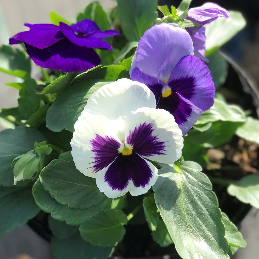 Pansy Matrix® Ocean Breeze Pansy from Saunders Brothers Inc