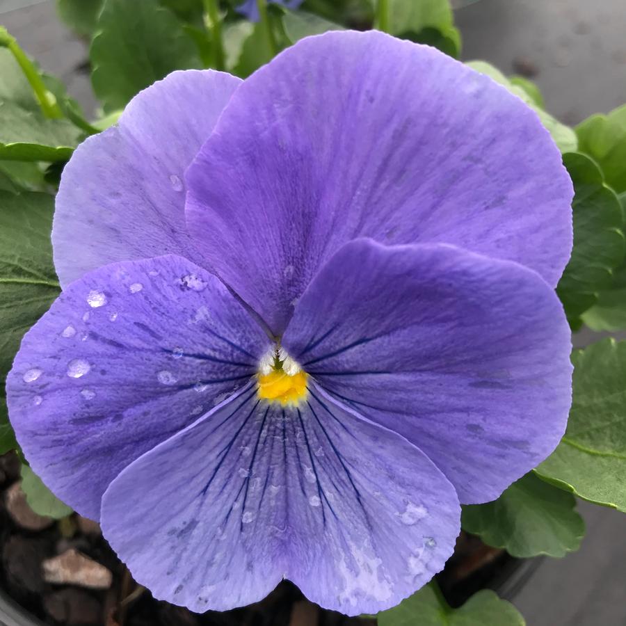 Pansy Matrix® True Blue Pansy from Saunders Brothers Inc