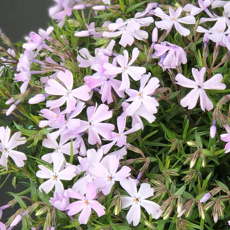 Creeping Phlox Phlox subulata 'Emerald Blue' from Saunders Brothers Inc